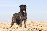 BOUVIER DES ARDENNES 127